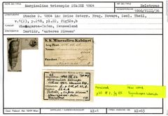 Karteikarte zum Holotyp von Marginulina tricuspis Stache, 1864